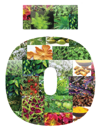 ingrediento-01